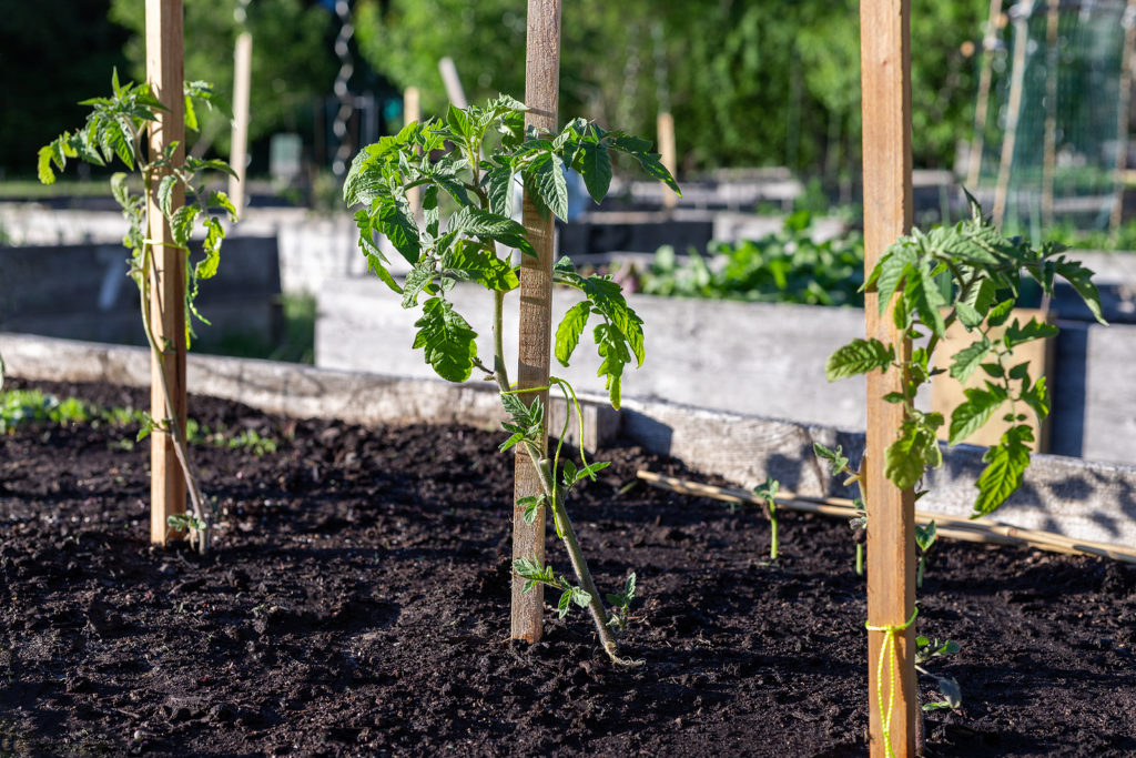 Young tomato plant in early summer