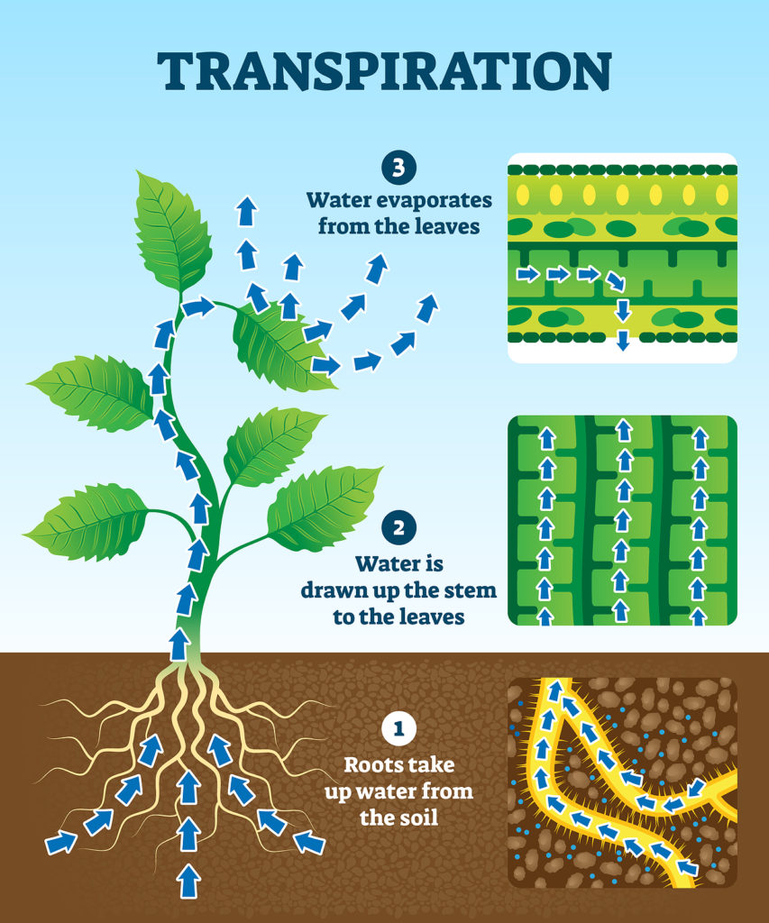 How transpiration work illustration