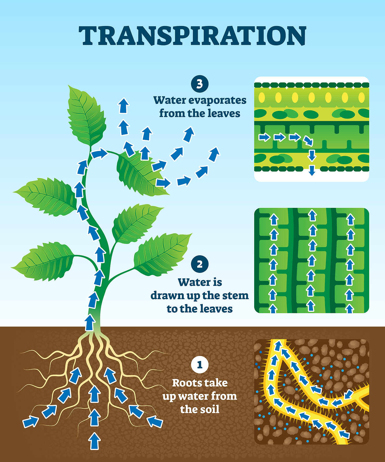 How Plants Grow in Your Vegetable Garden - Harvest to Table