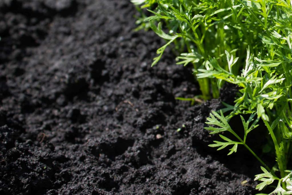 Rich soil with carrots