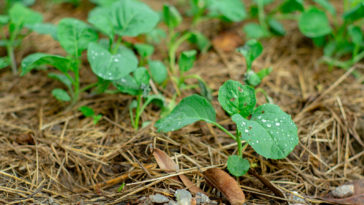 Broccoli seedlings