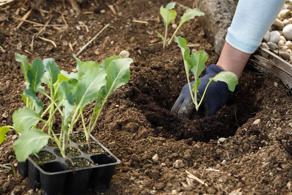 Planting cauliflower seedlings plant grow cauliflower