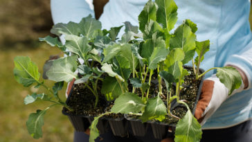 Cauliflower seedlings