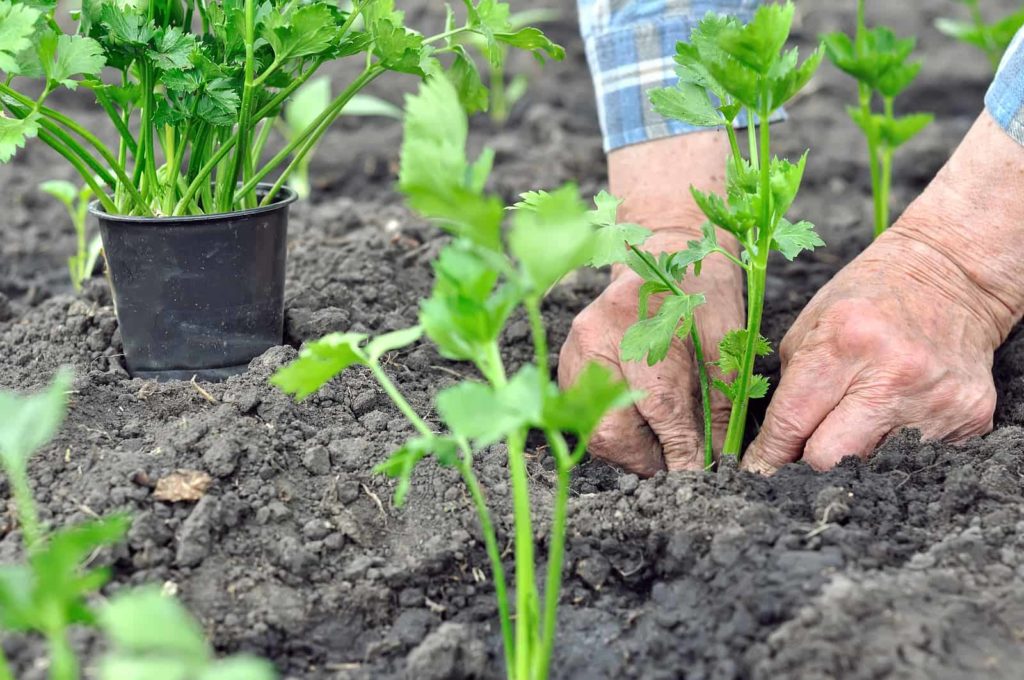 Plant grow celery celery seedling 