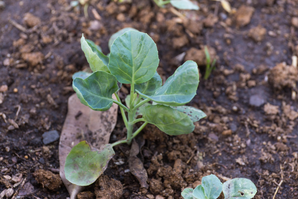 Collard plant grow collards in garden