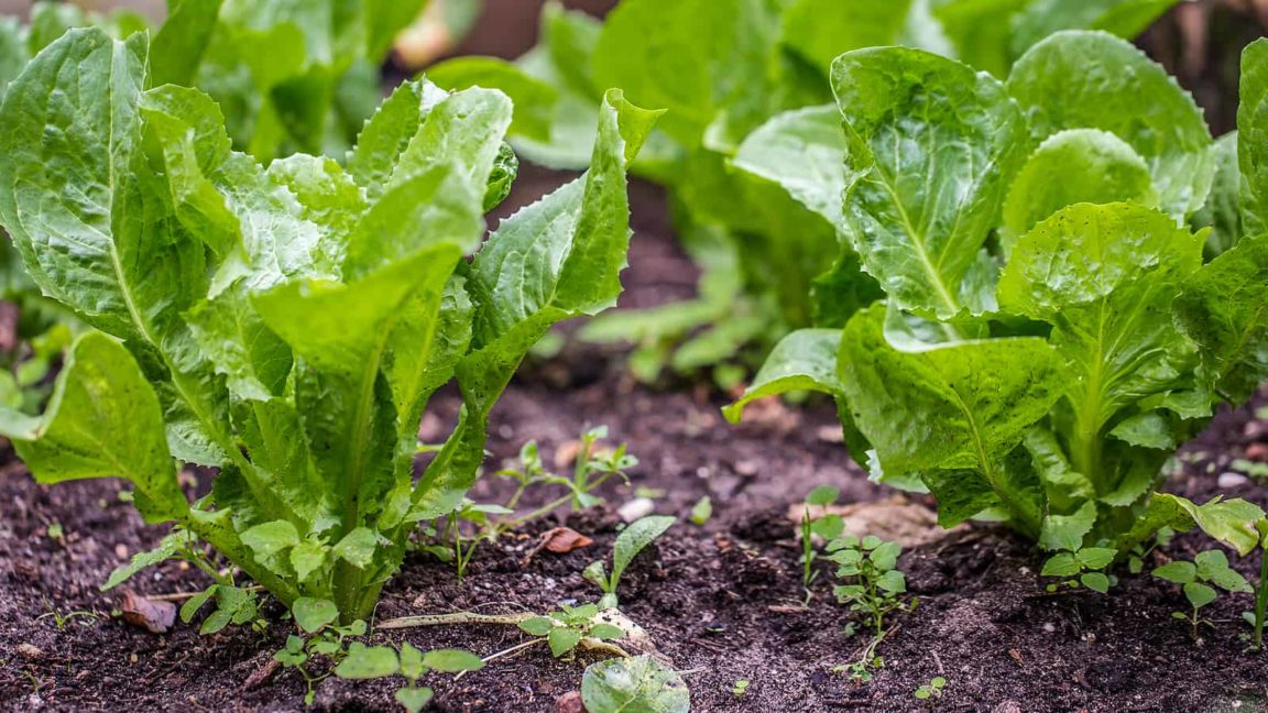 Endive And Escarole Seed Starting Tips