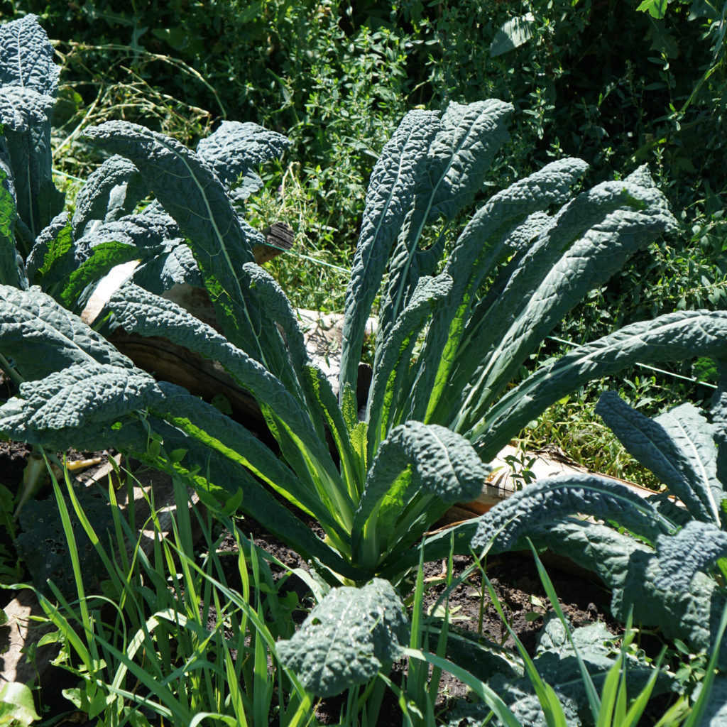 Tuscan kale grow plant