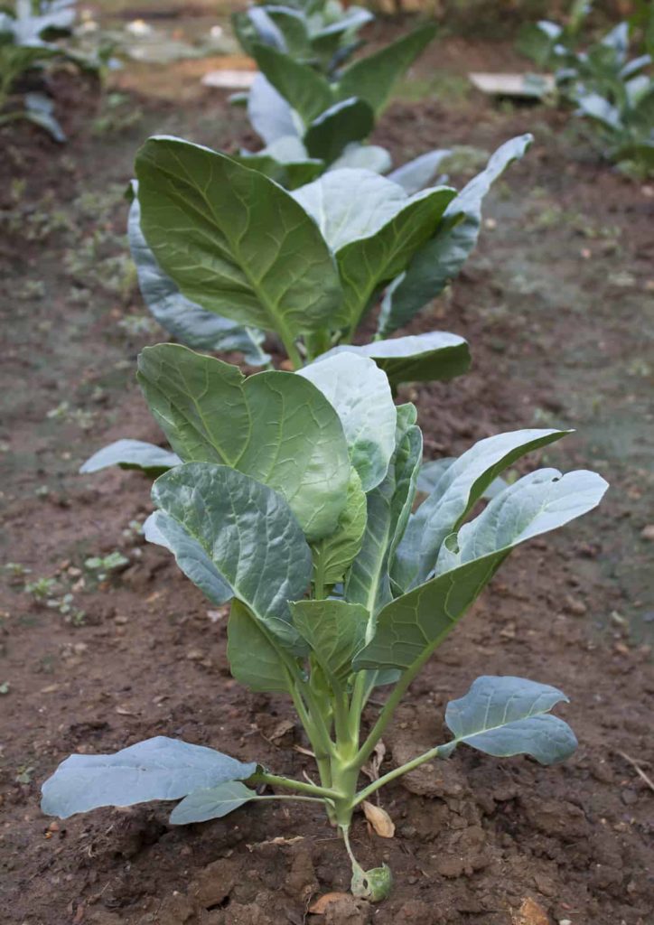 kale grow plant