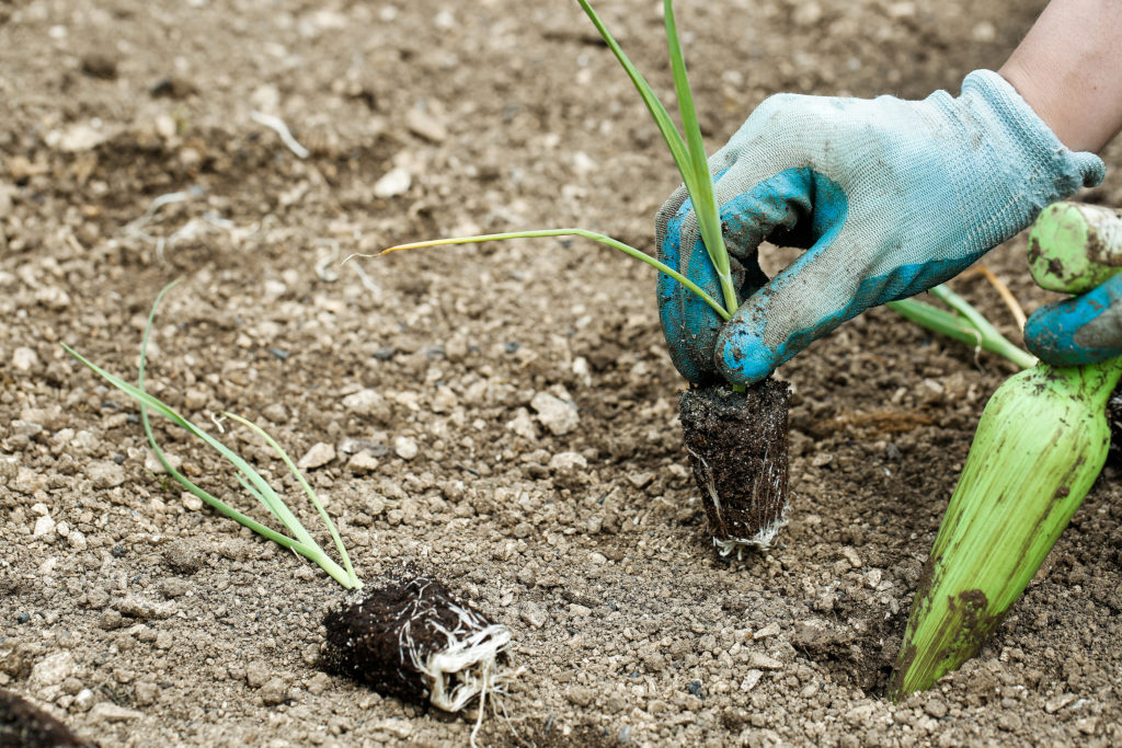 leek seedlings grow plant