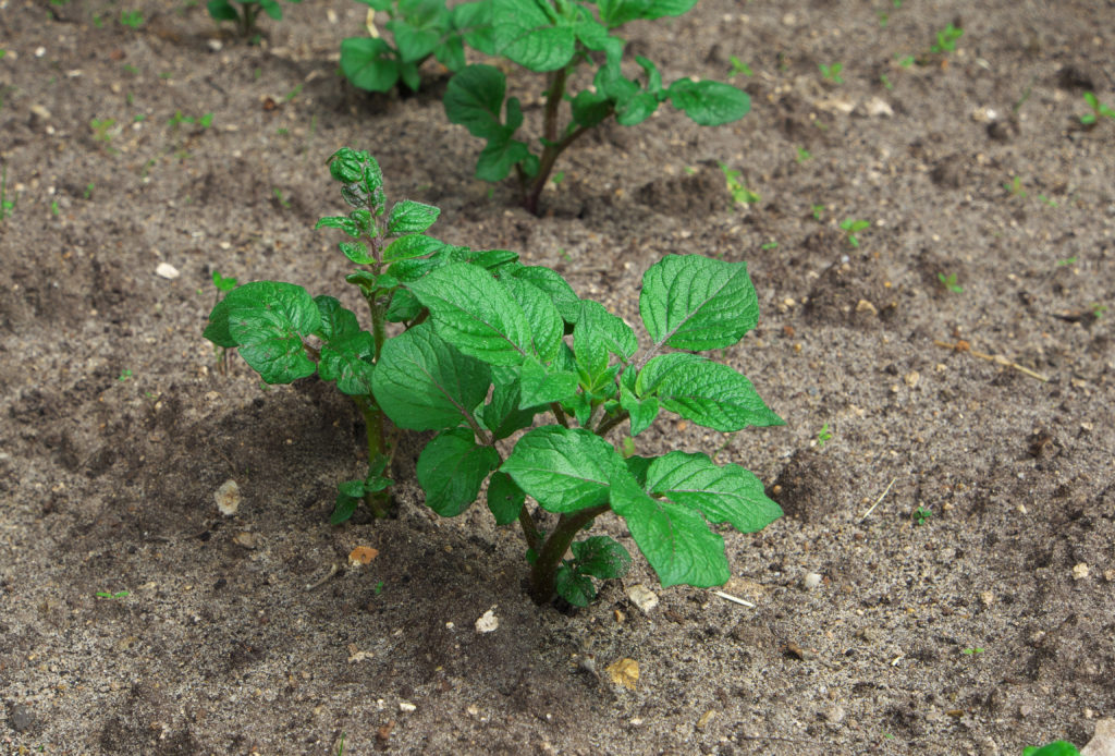 Potato seedlings