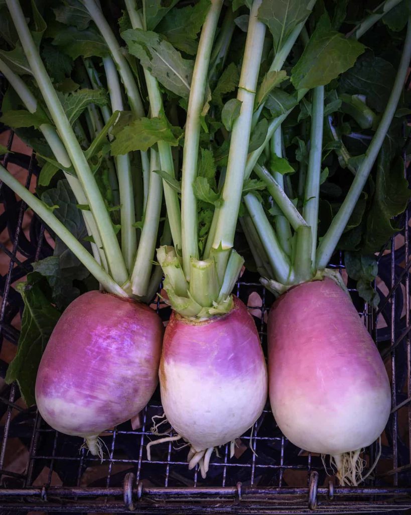 Turnips freshly harvested from the garden.