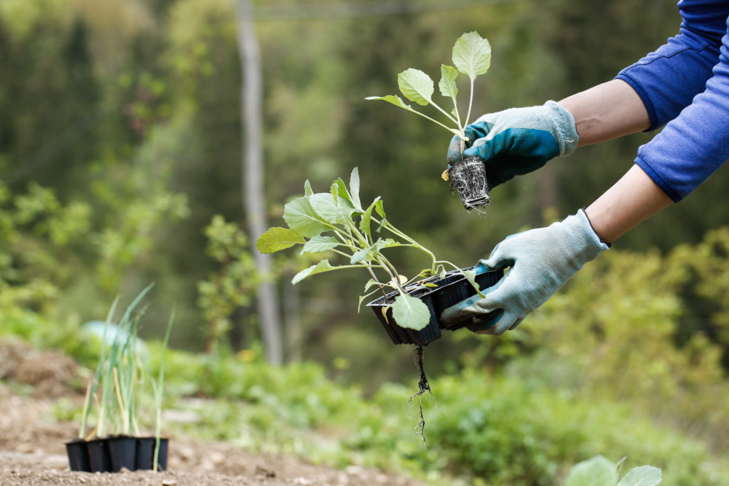 Transplanting broccoli seedlings into the garden.