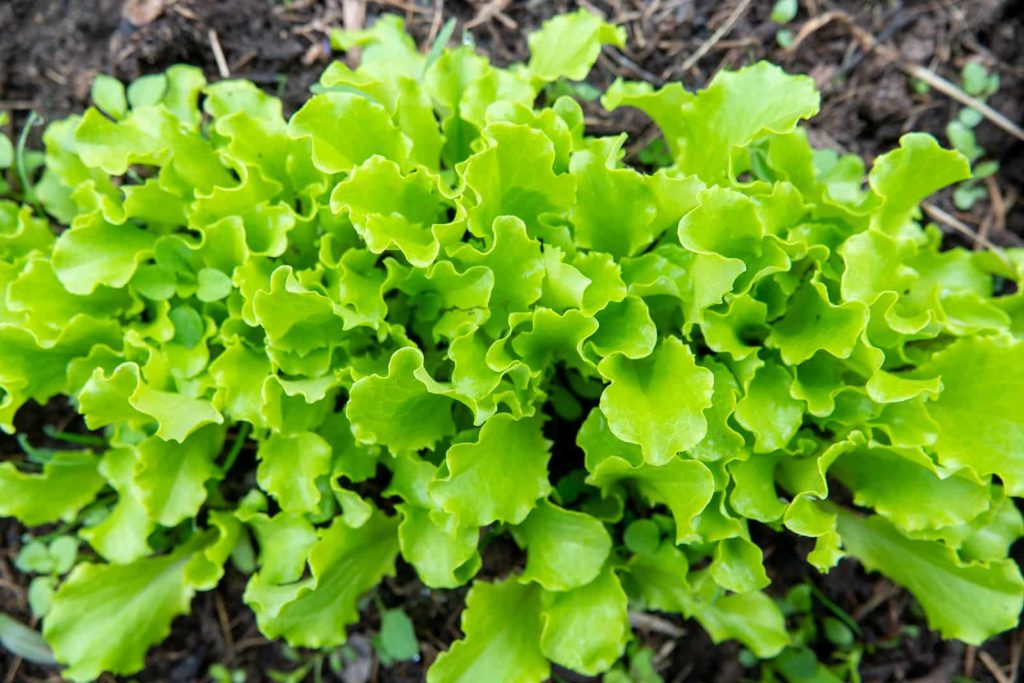 Arugula nearing harvest plant grow arugula