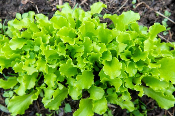 When To Plant Arugula - Harvest To Table