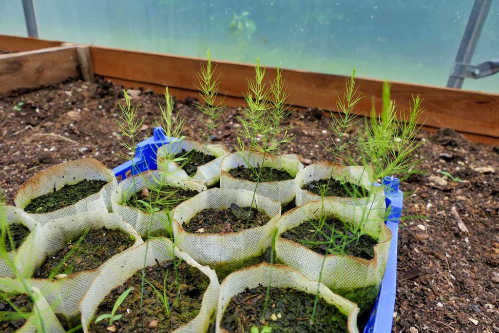 Asparagus seedlings in greenhouse