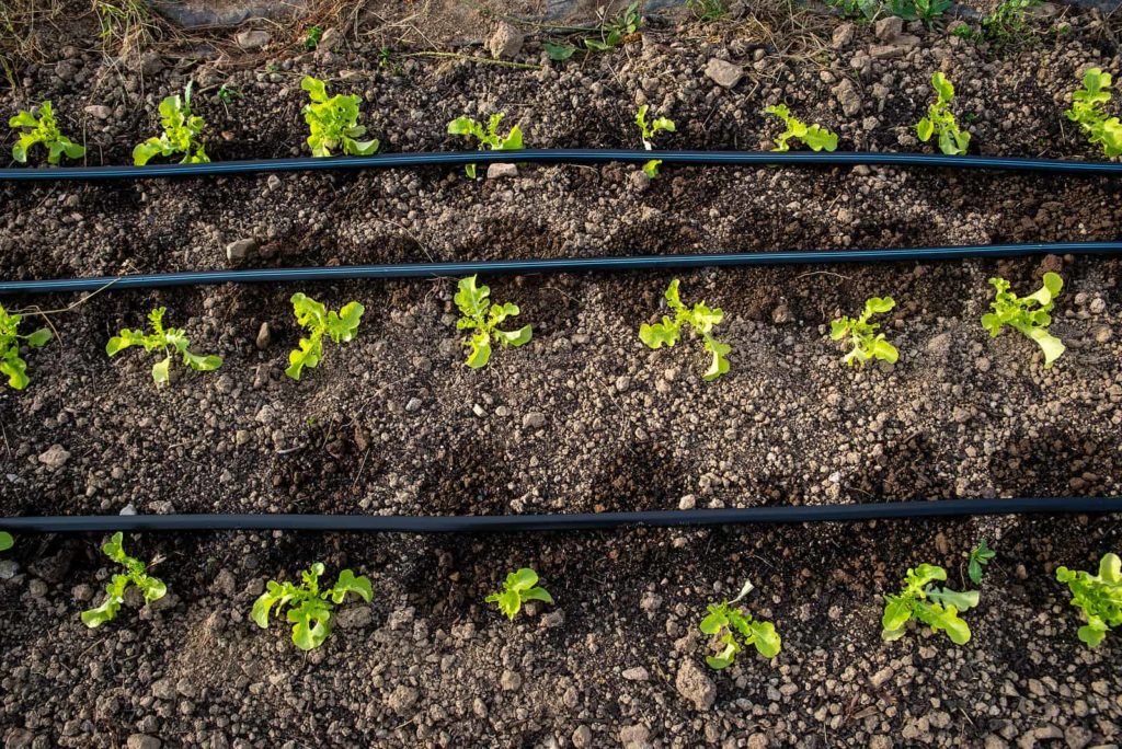 Young arugula plant grow arugula