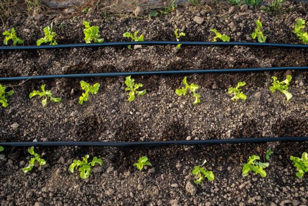 How to Start Arugula from Seed