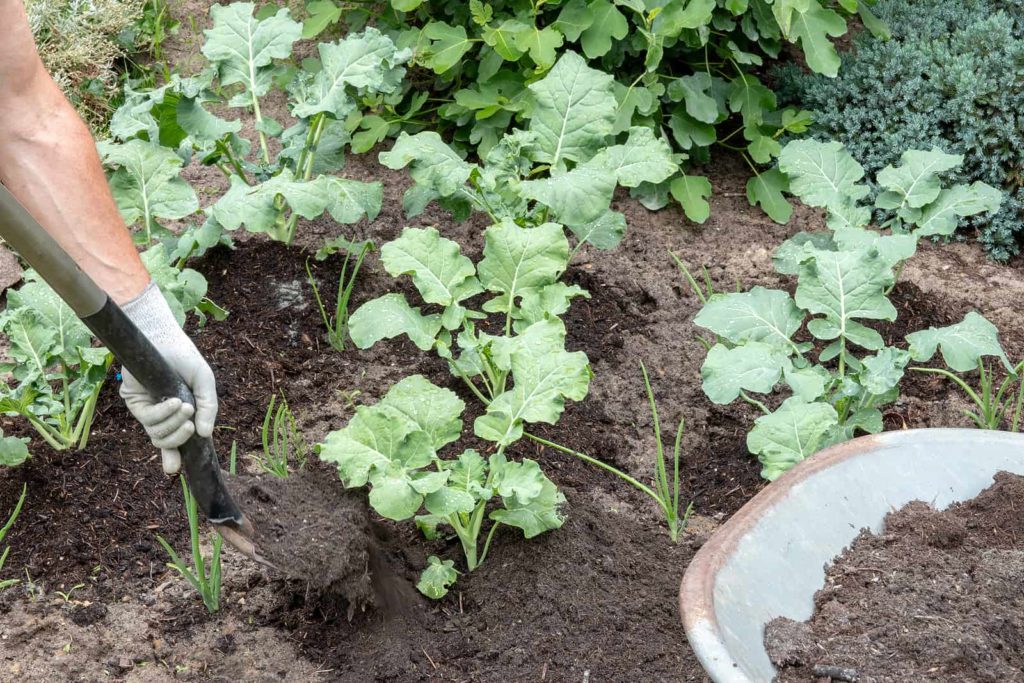 Side dressing broccoli plants with nutrient-rich aged compost.