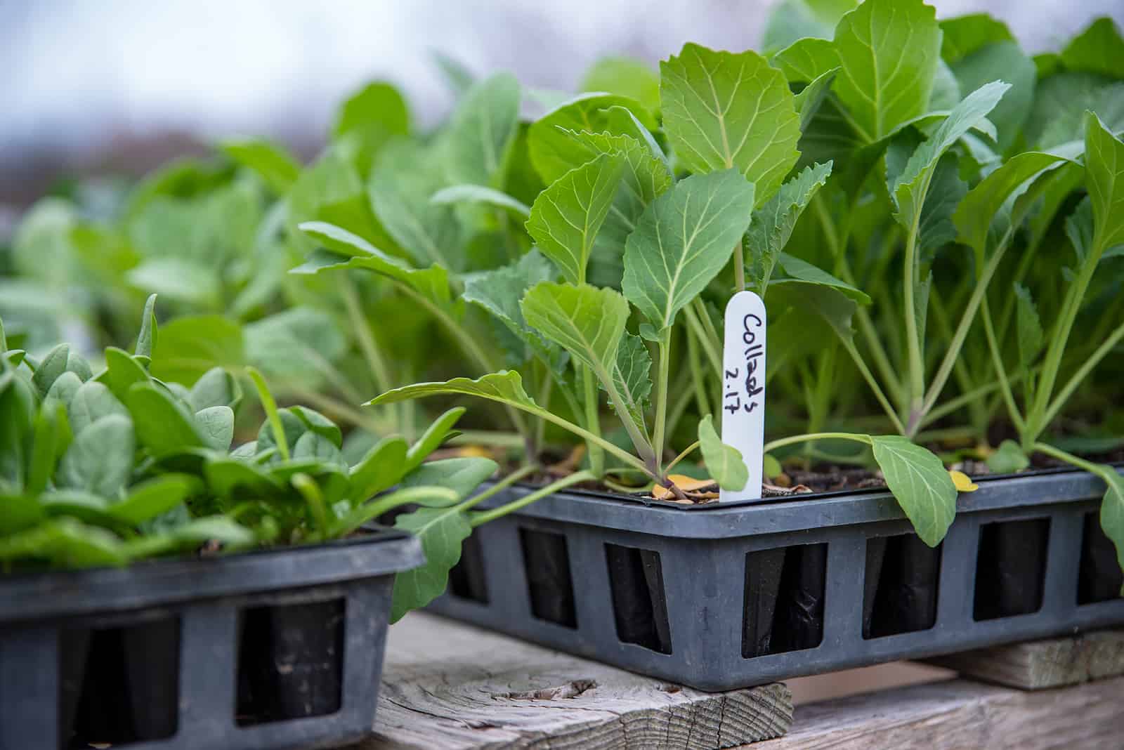 When To Plant Collards Harvest To Table
