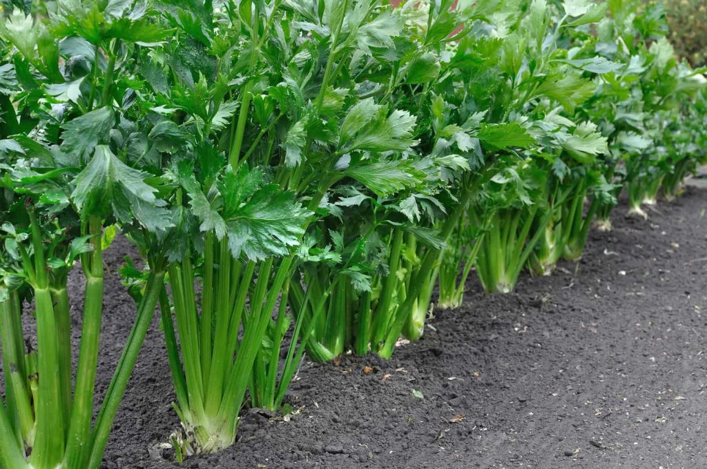 Celery plants near harvest plant grow celery