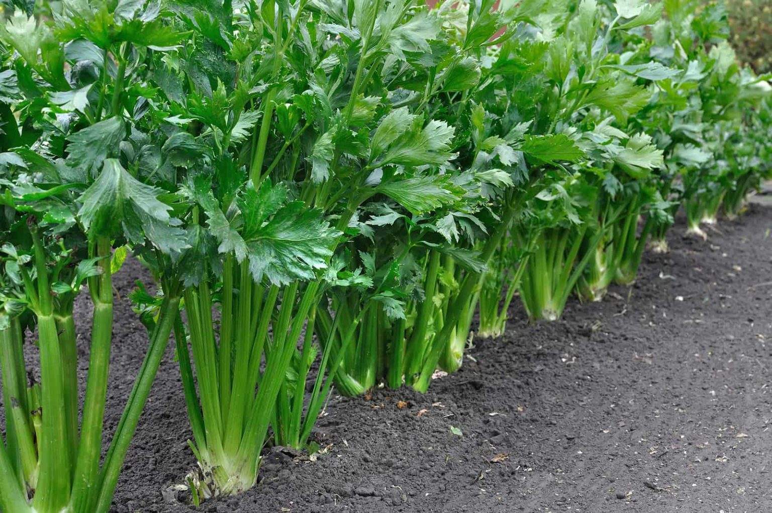 When to Plant Celery - Harvest to Table