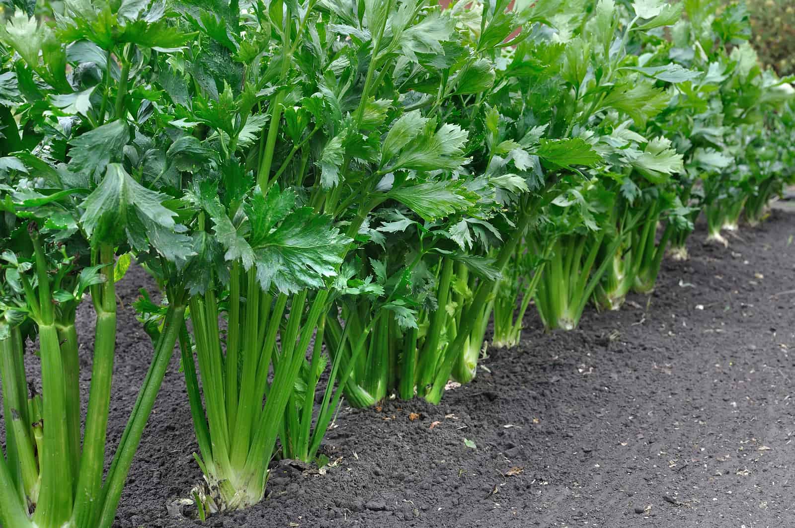 When to Plant Celery Harvest to Table