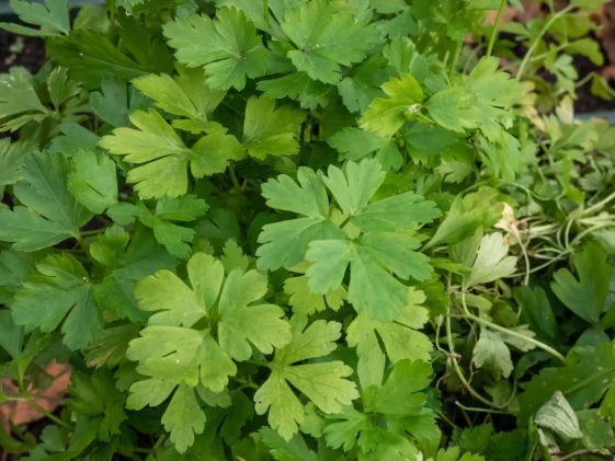 How to Plant, Grow, and Harvest Parsley - Harvest to Table