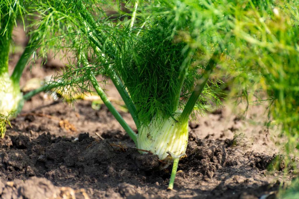  Florence fennel at harvest time