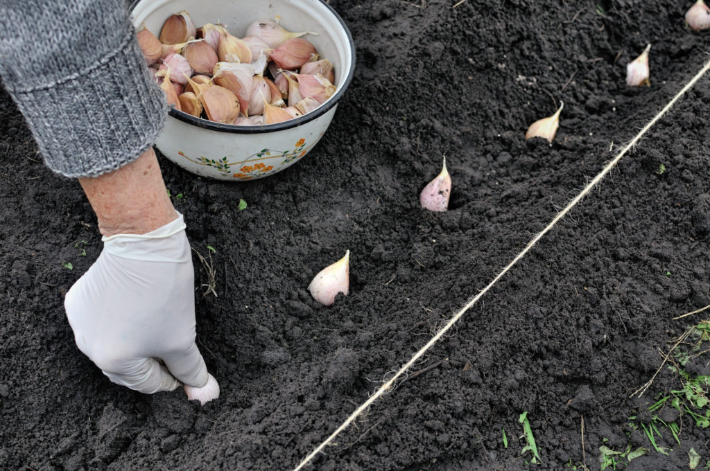 plant garlic pointed end up