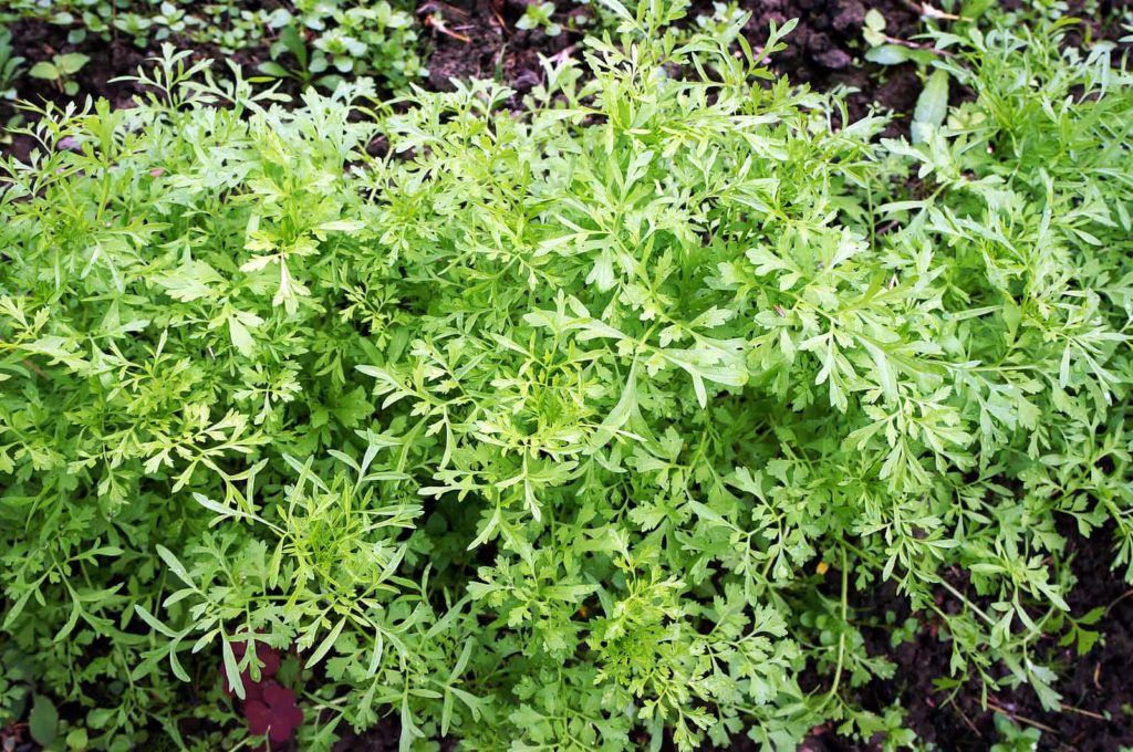 Garden Cress Plant Pods