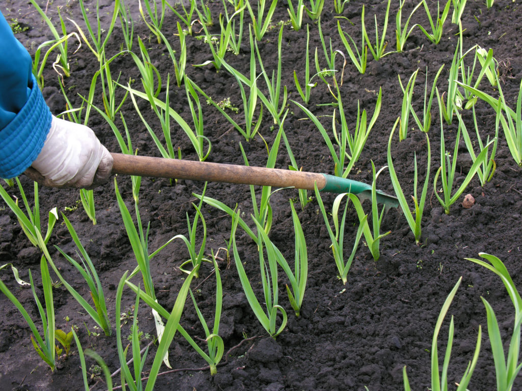 Garlic plants