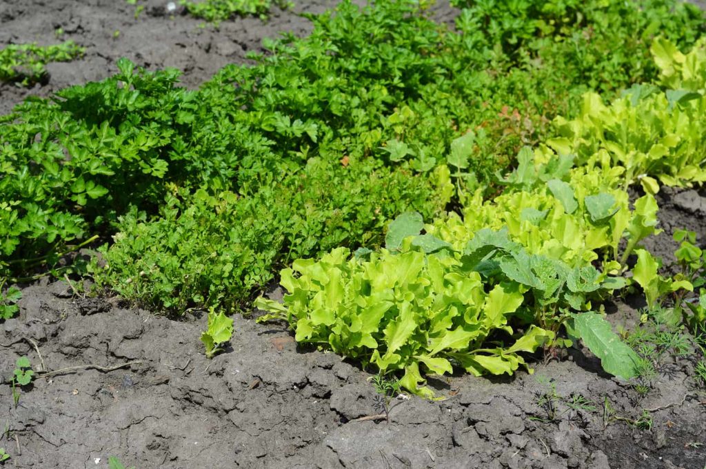 Parsley, garden cress, leaf lettuce