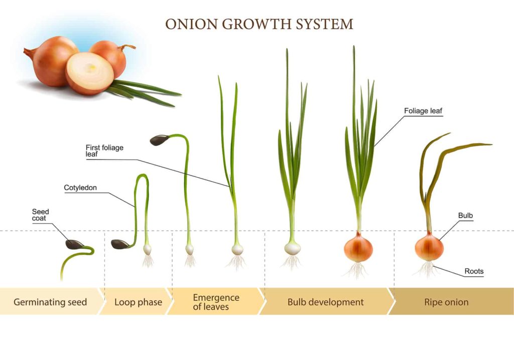 How Do You Grow Onion Seeds  