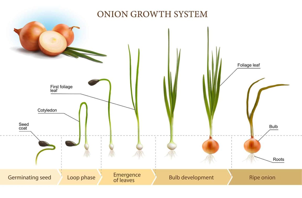 When To Plant Onion Seeds Harvest To Table when-to-plant-onion-seeds-harvest-to-table