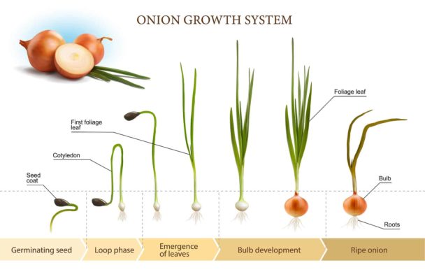 Save Time And Get Huge Onions: Here'S How To Plant Onion Bulbs. - fam7bsq