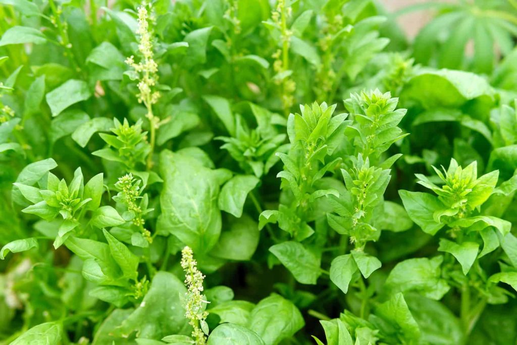 Spinach with seed stalks