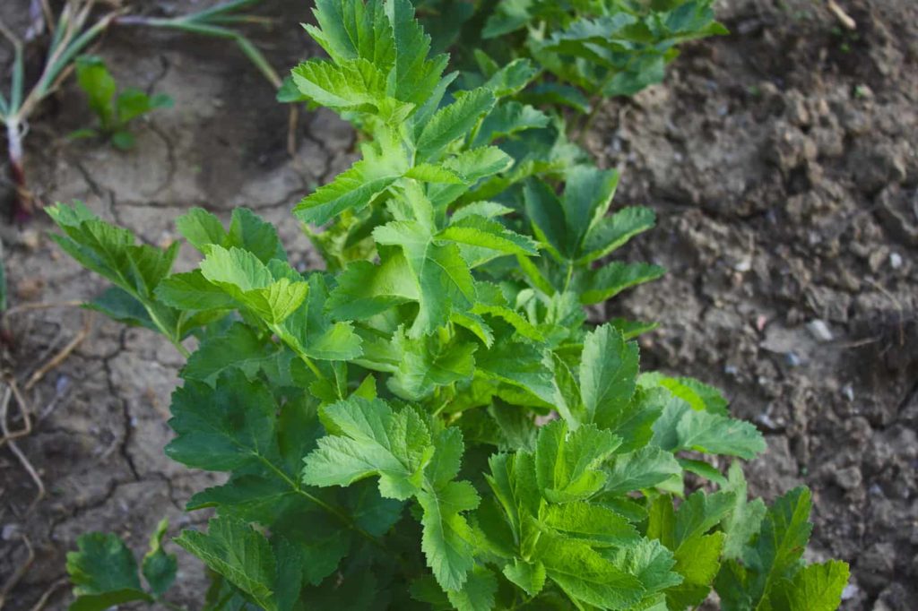 Parsnip plant in summer