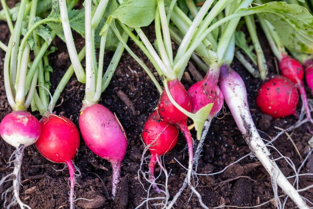 Radishes are ready for harvest in about 20 days