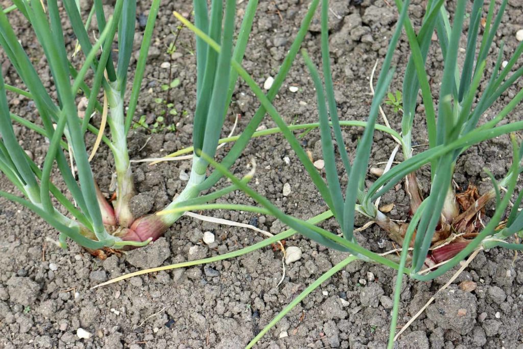 When and How to Harvest Shallots