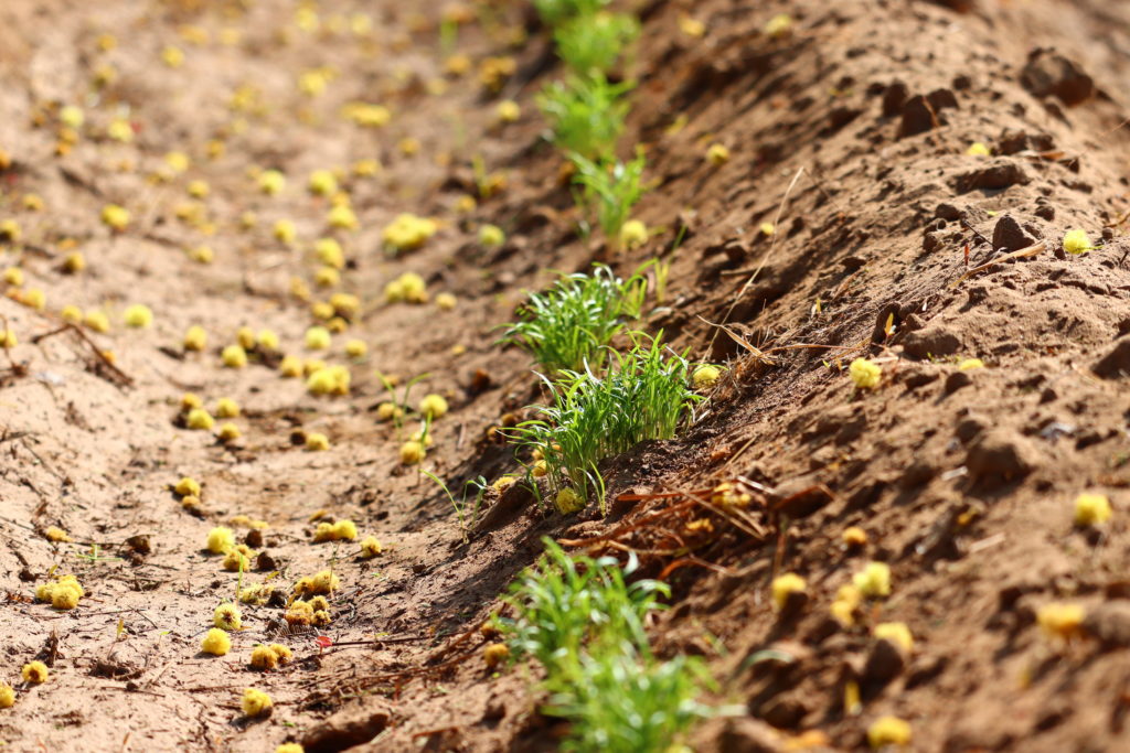 Florence fennel seedlings