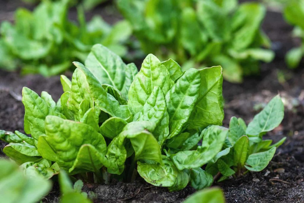 Spinach growing in the garden