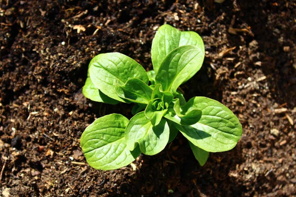 How to Serve Corn Salad--Mâche -- Harvest to Table