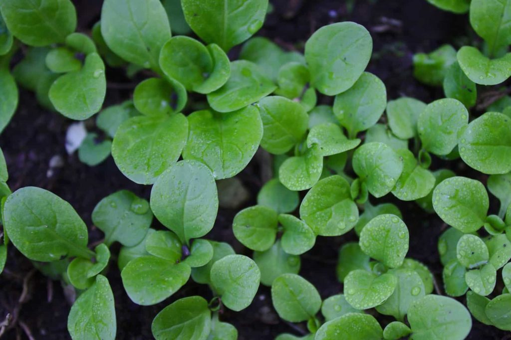 How to Grow Corn Salad - Mache -- Harvest to Table