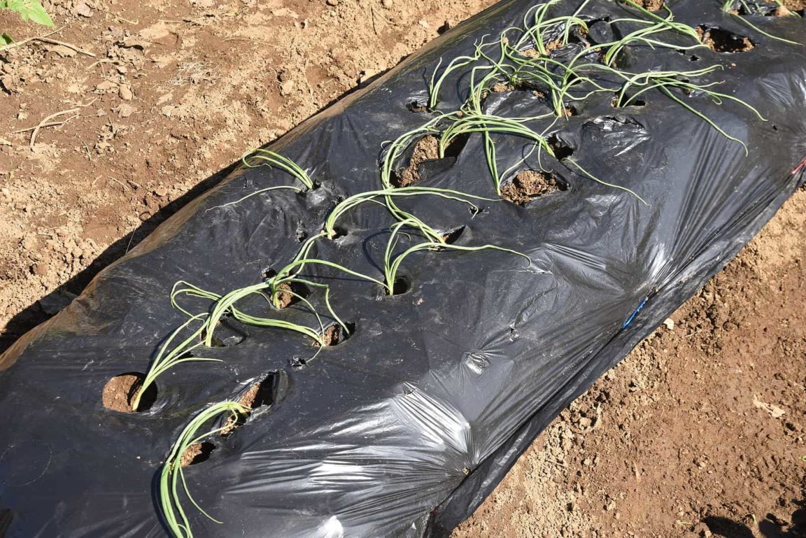 When to Plant Onion Seeds Harvest to Table