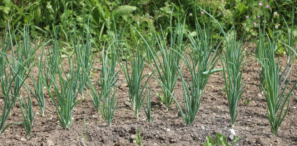 Shallots in garden