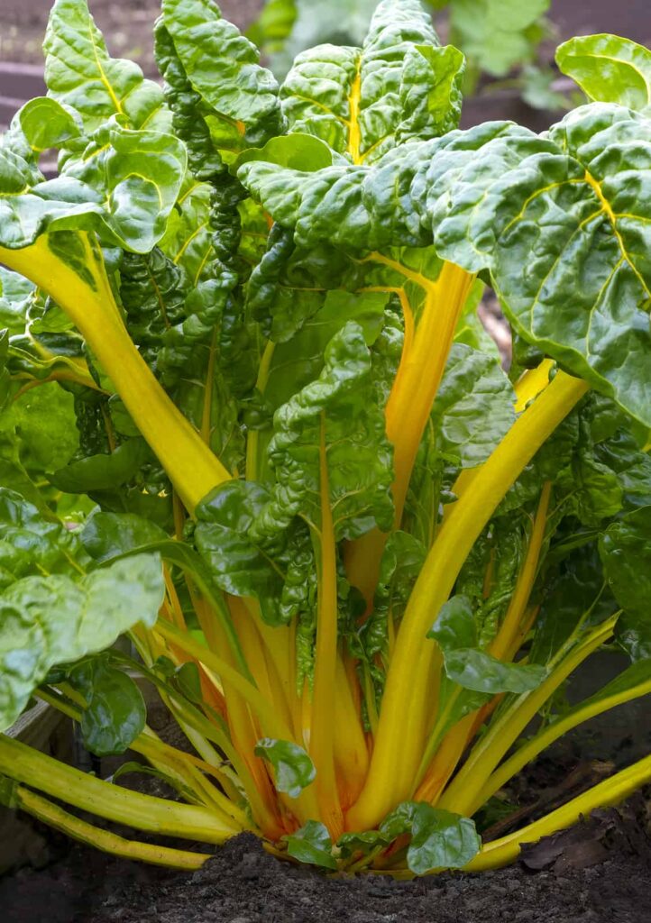 Yellow rainbow swiss chard at harvest time