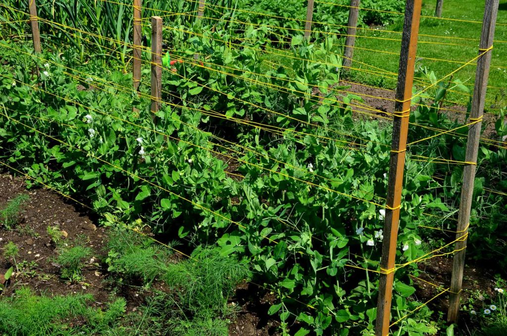 Wooden supports with string helping peas grow upward