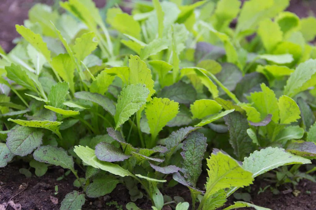 mustard green leaves