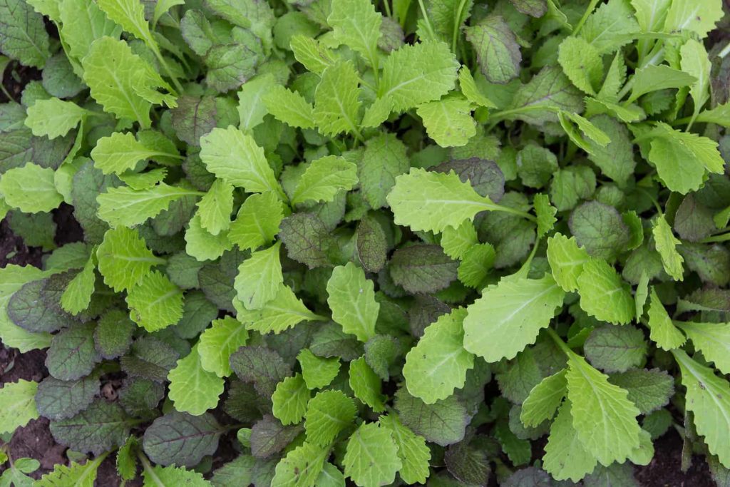 Young mustard plants 