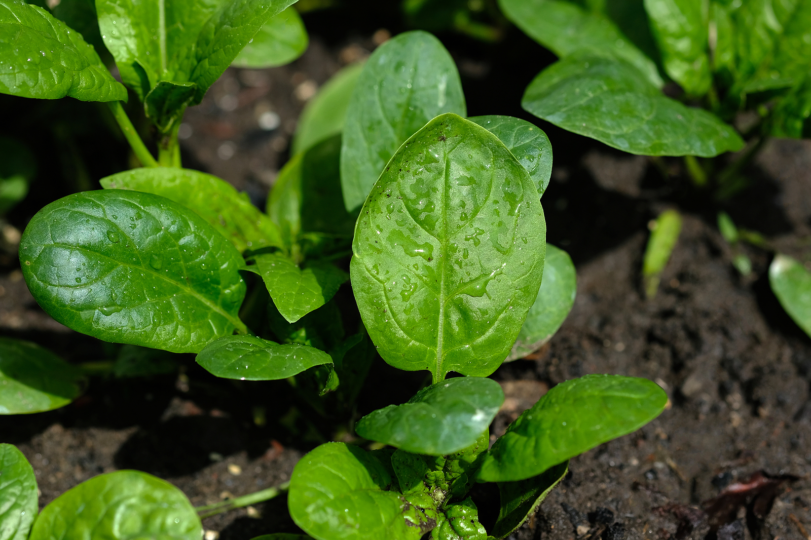 When to Plant Spinach - Harvest to Table